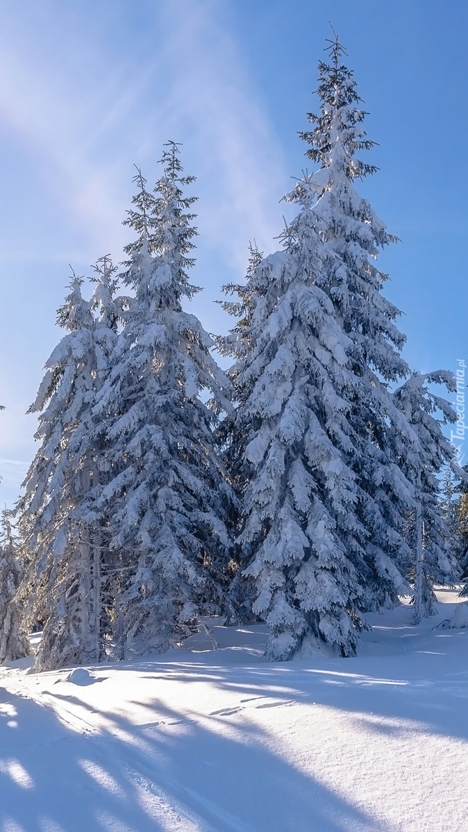 Ośnieżone drzewa w śniegu
