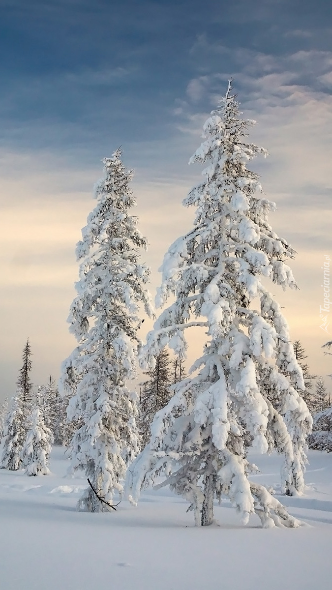 Ośnieżone drzewa w śniegu