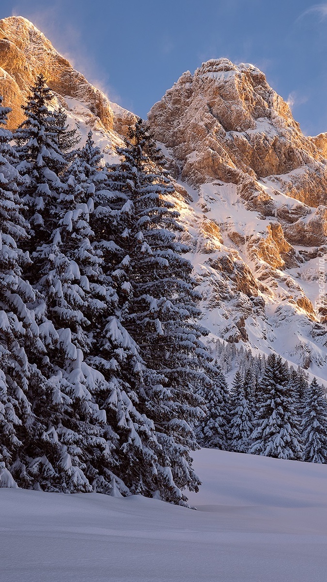 Ośnieżone drzewa w szwajcarskich górach