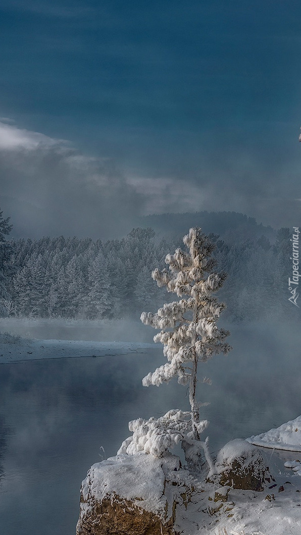 Ośnieżone drzewo na skale nad rzeką