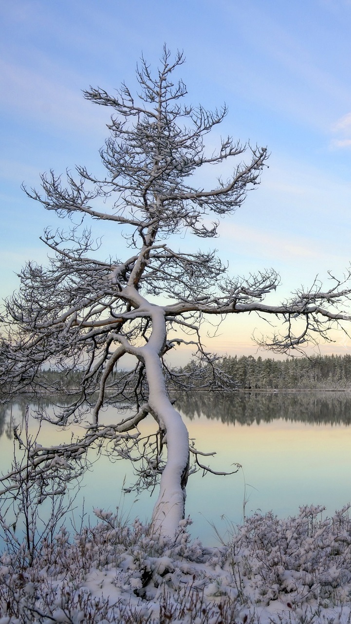Ośnieżone drzewo pochylone nad jeziorem