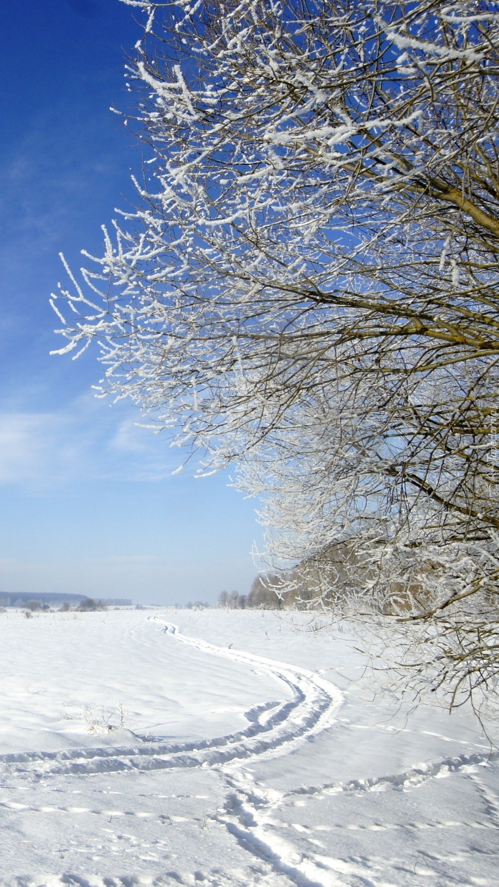 Ośnieżone gałęzie drzewa