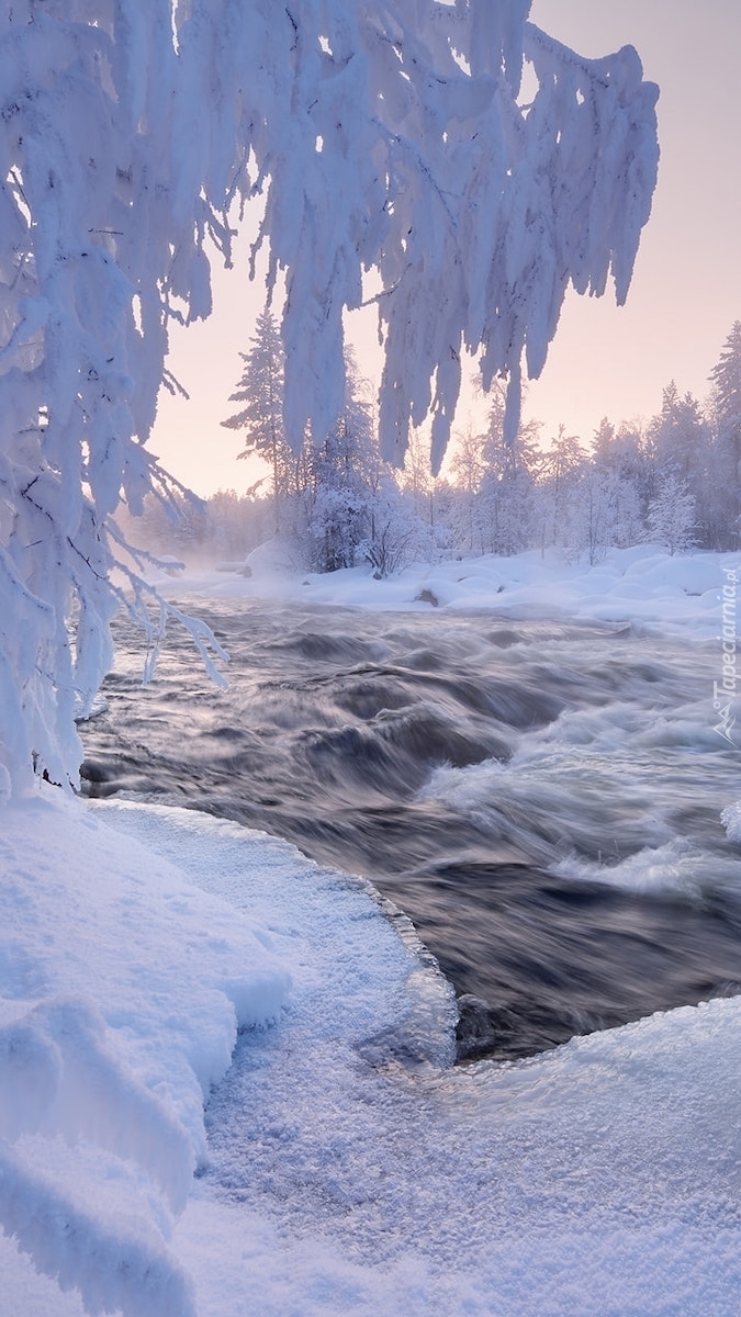 Ośnieżone gałęzie nad rzeką