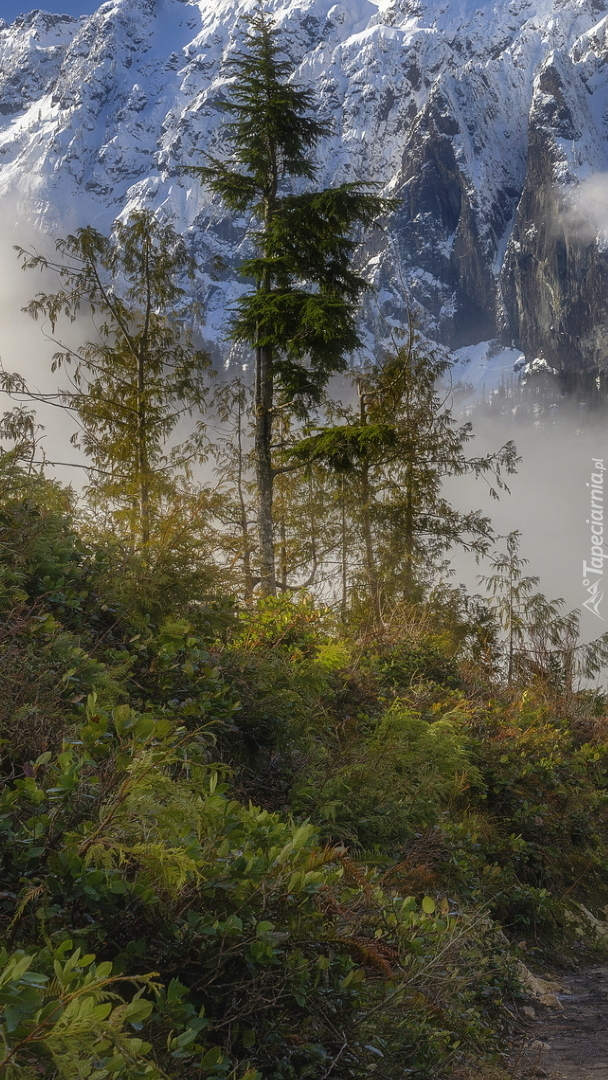 Ośnieżone góry Mount Index