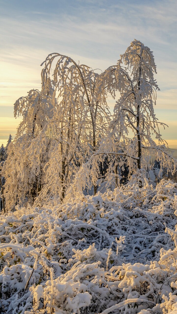 Ośnieżone krzewy i drzewa