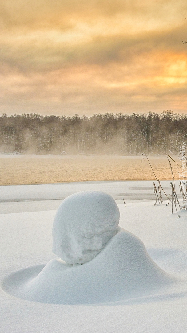 Ośnieżone krzewy i mgła nad rzeką