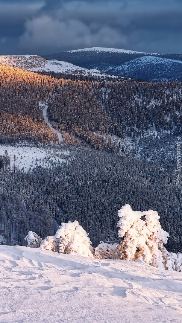 Ośnieżone lasy w górach pod ciemnymi chmurami