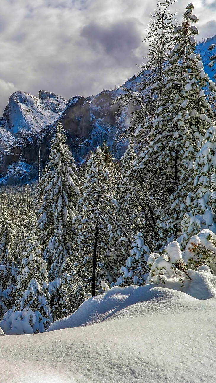 Ośnieżone świerki na tle gór w dolinie Yosemite