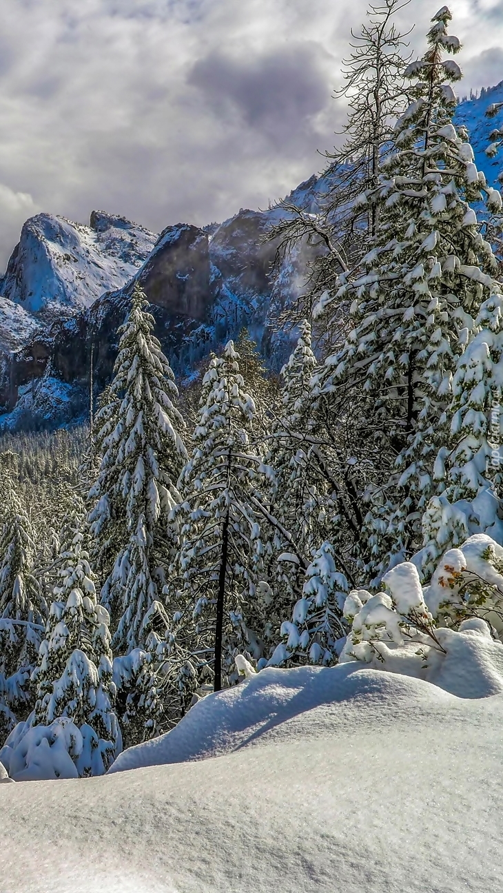 Ośnieżone świerki na tle gór w dolinie Yosemite
