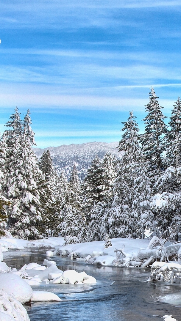 Ośnieżone świerki nad rzeką