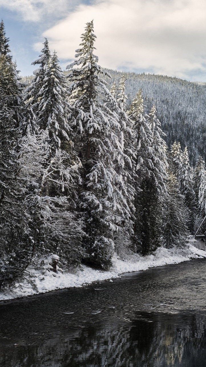 Ośnieżone świerki nad rzeką