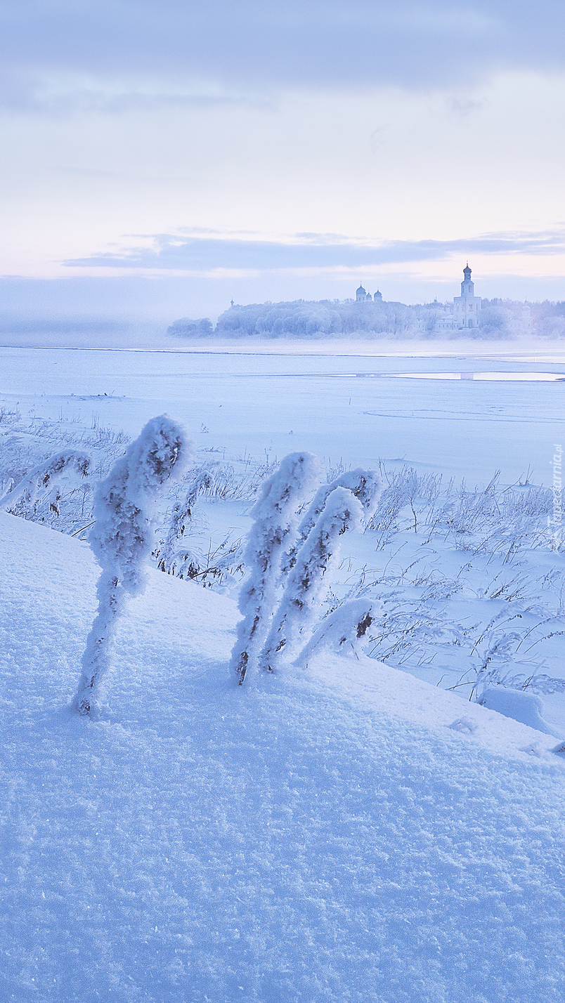 Ośnieżone trawy nad rzeką