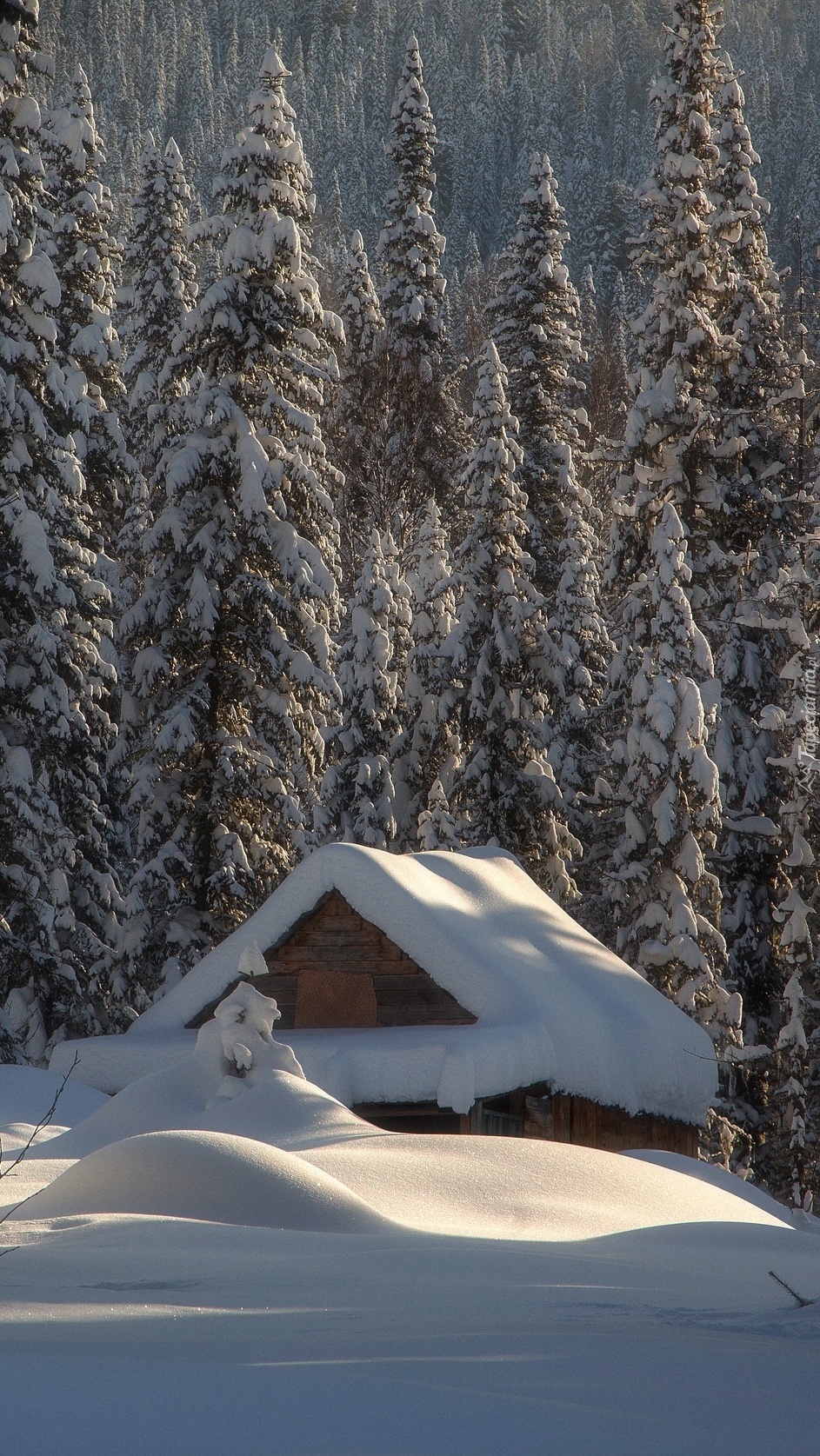 Ośnieżony domek w lesie