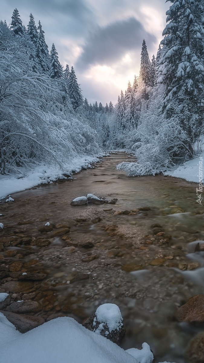 Ośnieżony las nad rzeką