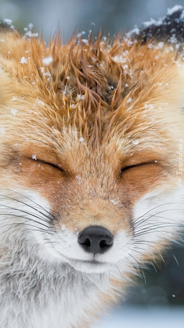 Ośnieżony rudy lis