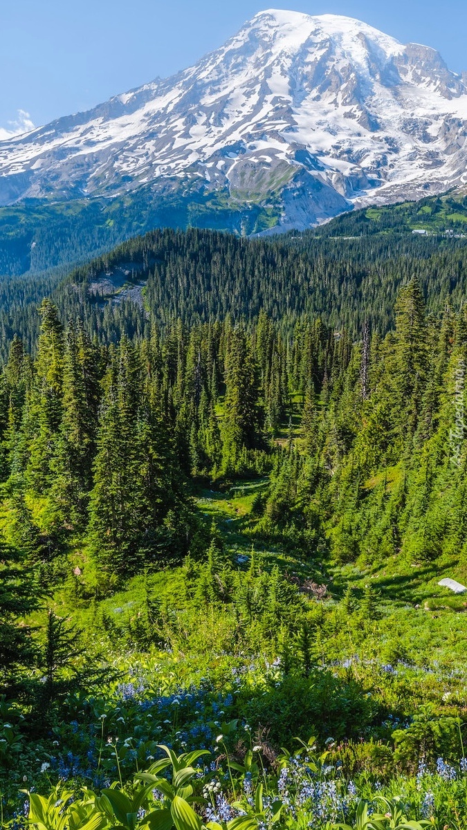 Ośnieżony stratowulkan Mount Rainier