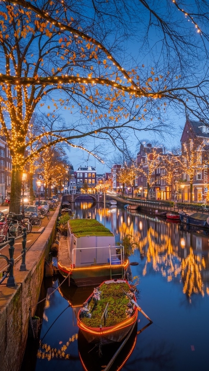 Oświetlone drzewa nad kanałem w Amsterdamie