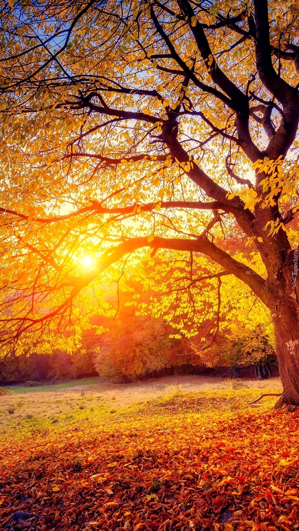 Oświetlone słońcem drzewo