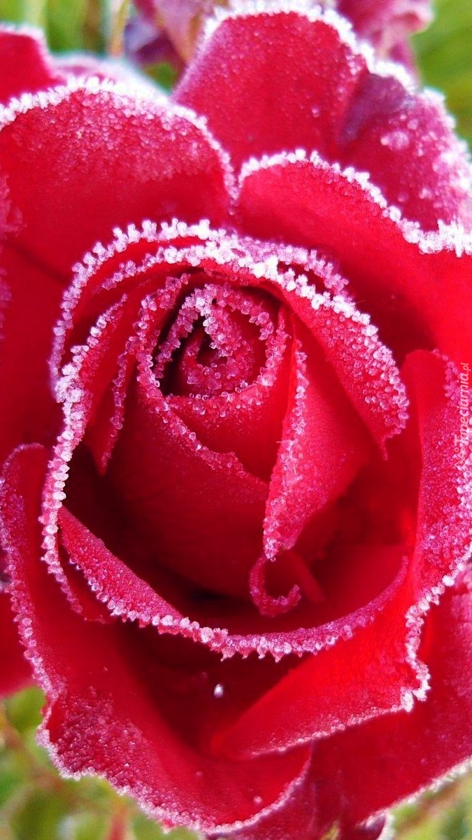 Oszroniona róża