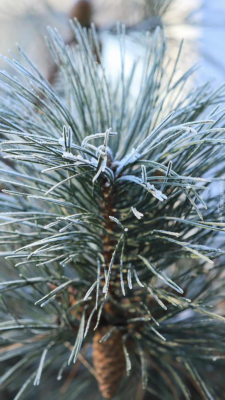 Oszroniona sosnowa gałązka