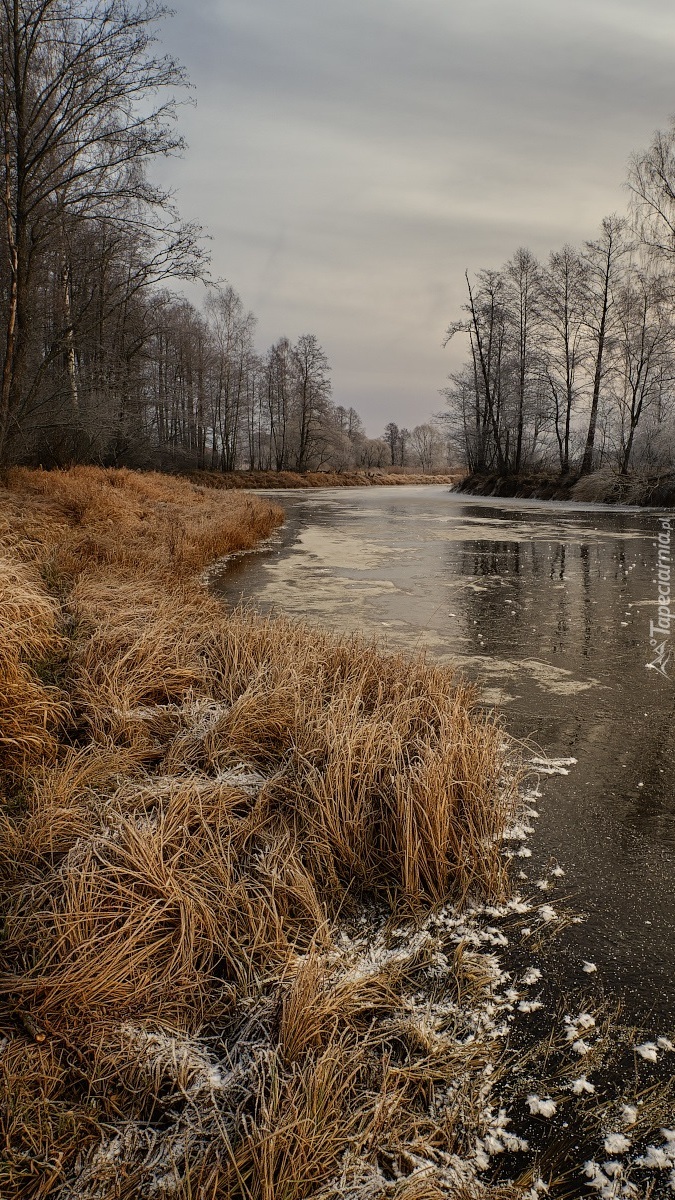 Oszroniona trawa nad rzeką