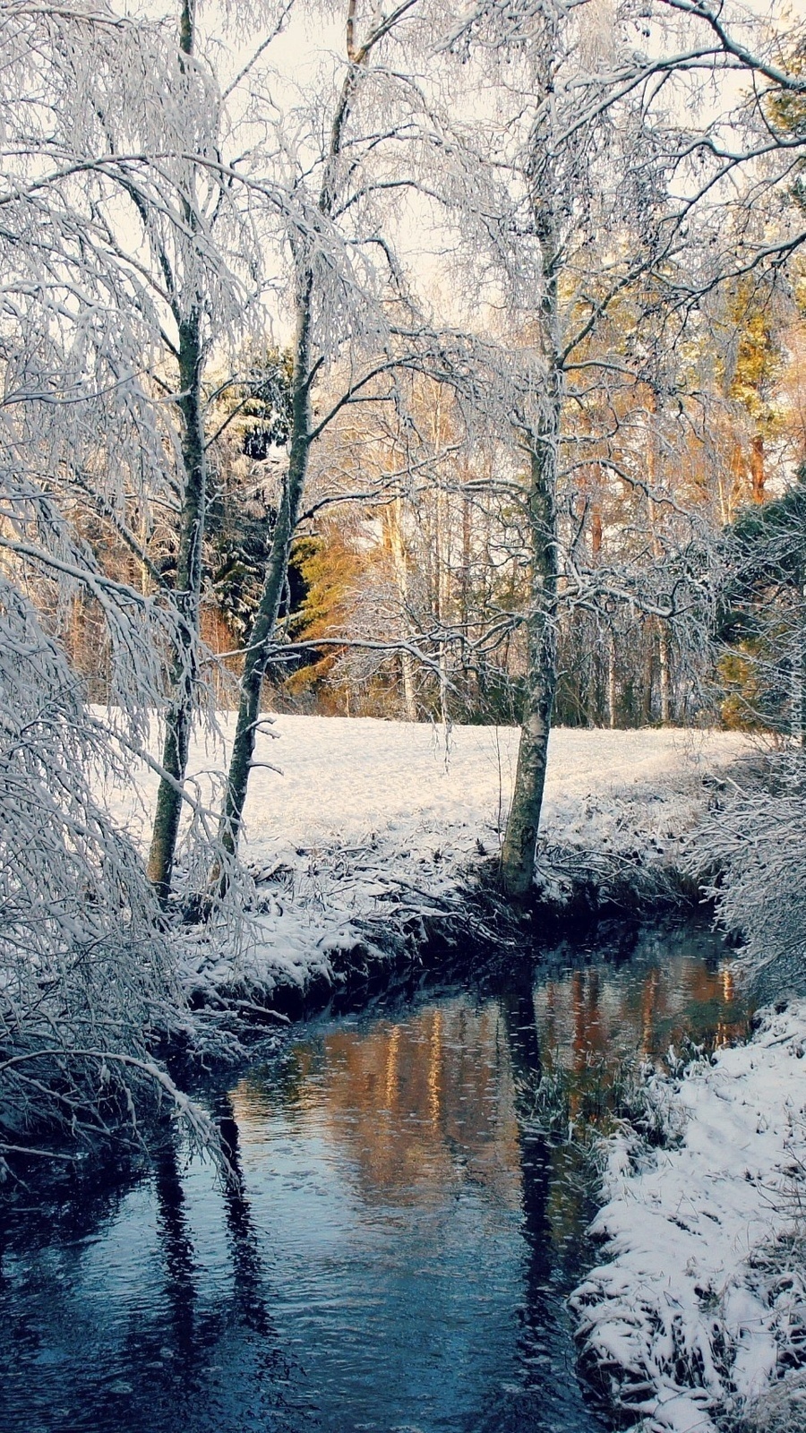 Oszronione drzewa nad rzeką