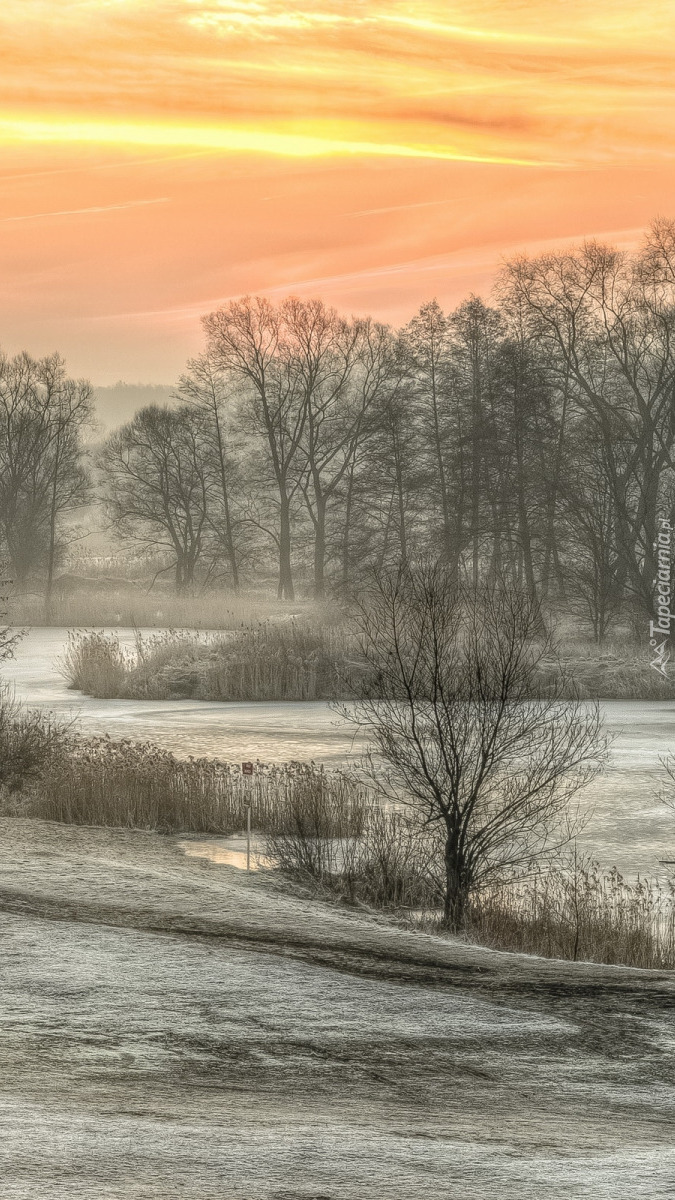 Oszronione drzewa nad rzeką