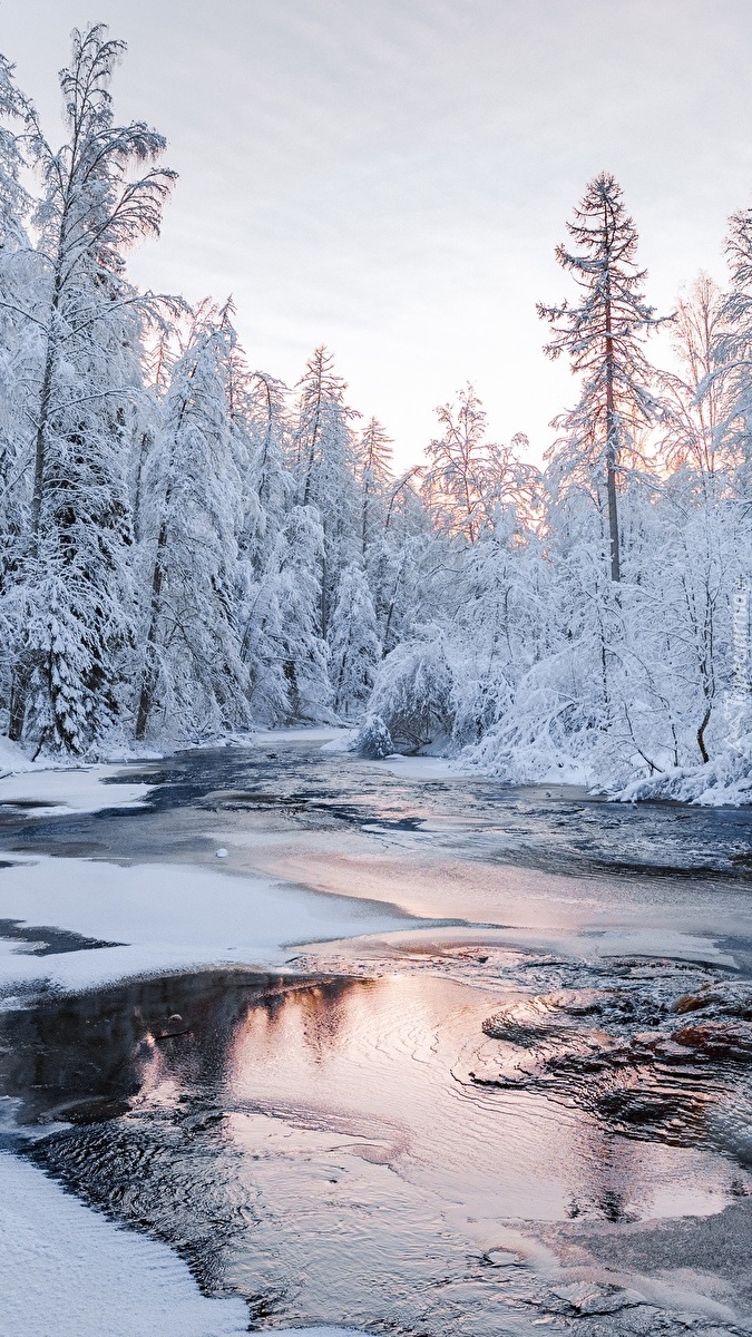 Oszronione drzewa nad zaśnieżoną rzeką
