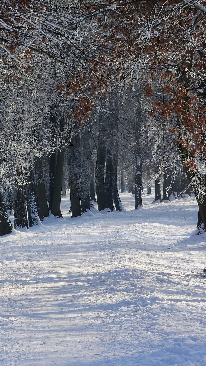Oszronione drzewa przy zaśnieżonej drodze w lesie