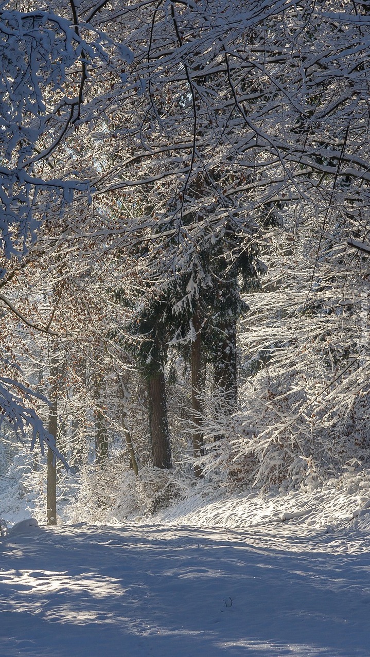 Oszronione drzewa w lesie