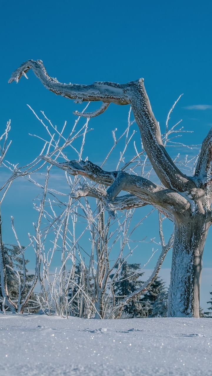 Oszronione drzewa w śniegu