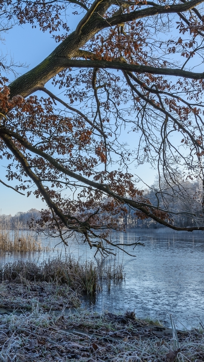 Oszronione drzewo i trawa nad rzeką