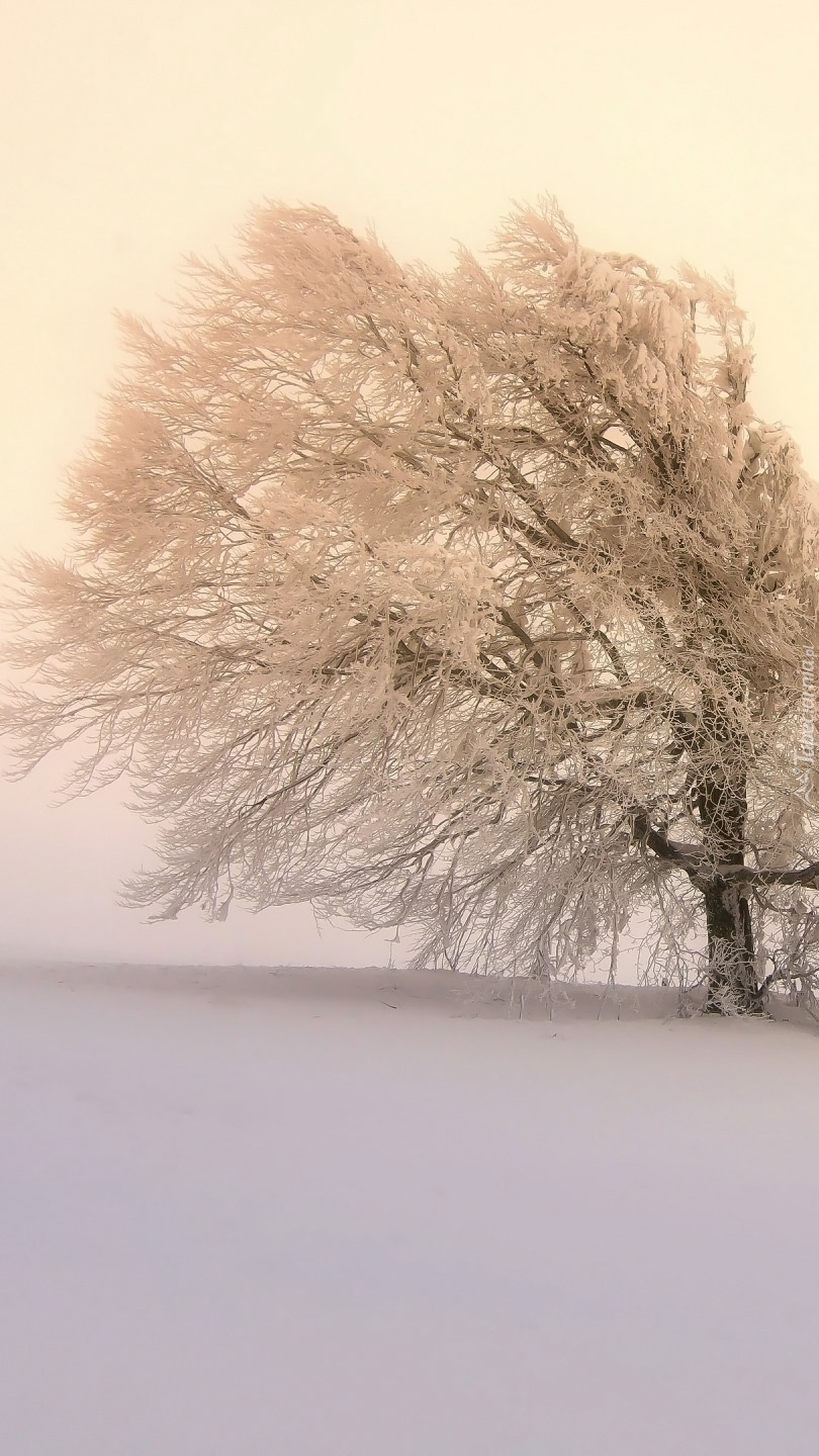 Oszronione drzewo w śniegu we mgle