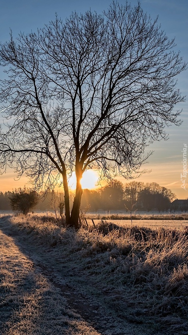 Oszronione pole o wschodzie słońca