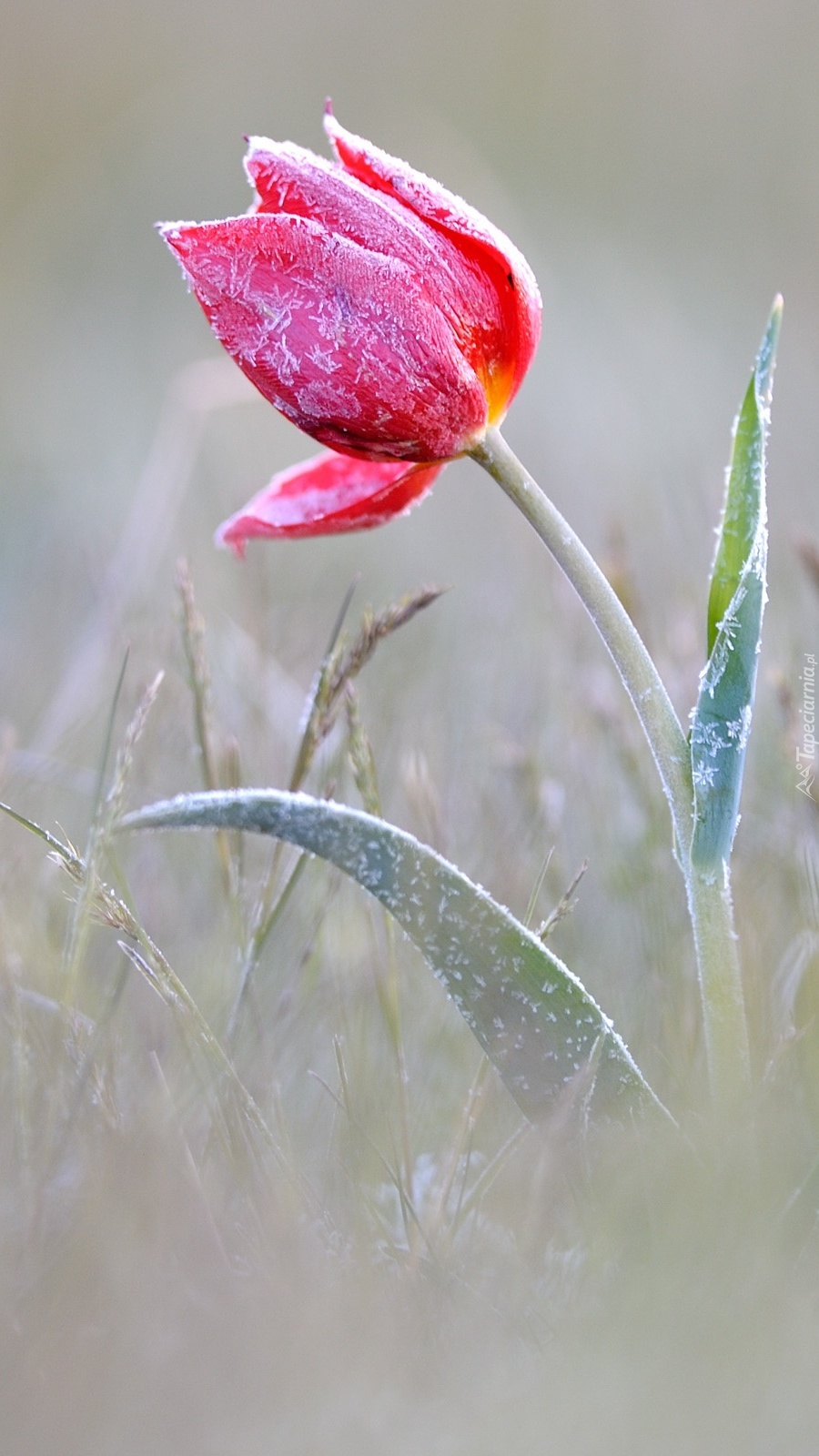 Oszroniony zmarznięty tulipan