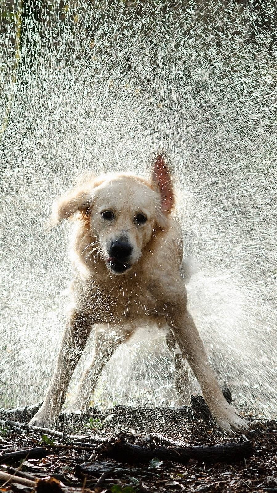 Otrzepujący się z wody golden retriever