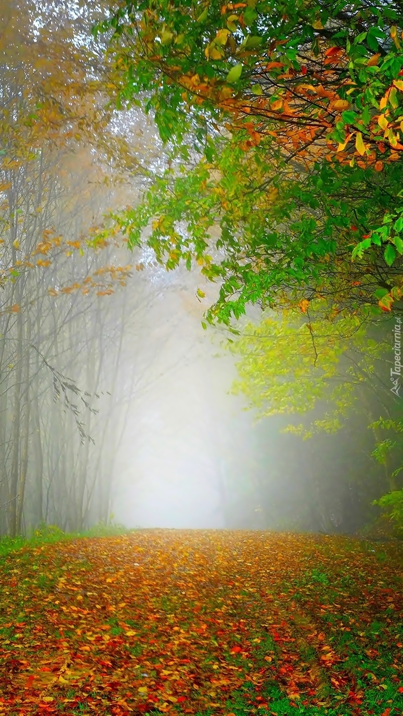 Otulony mgłą jesienny las