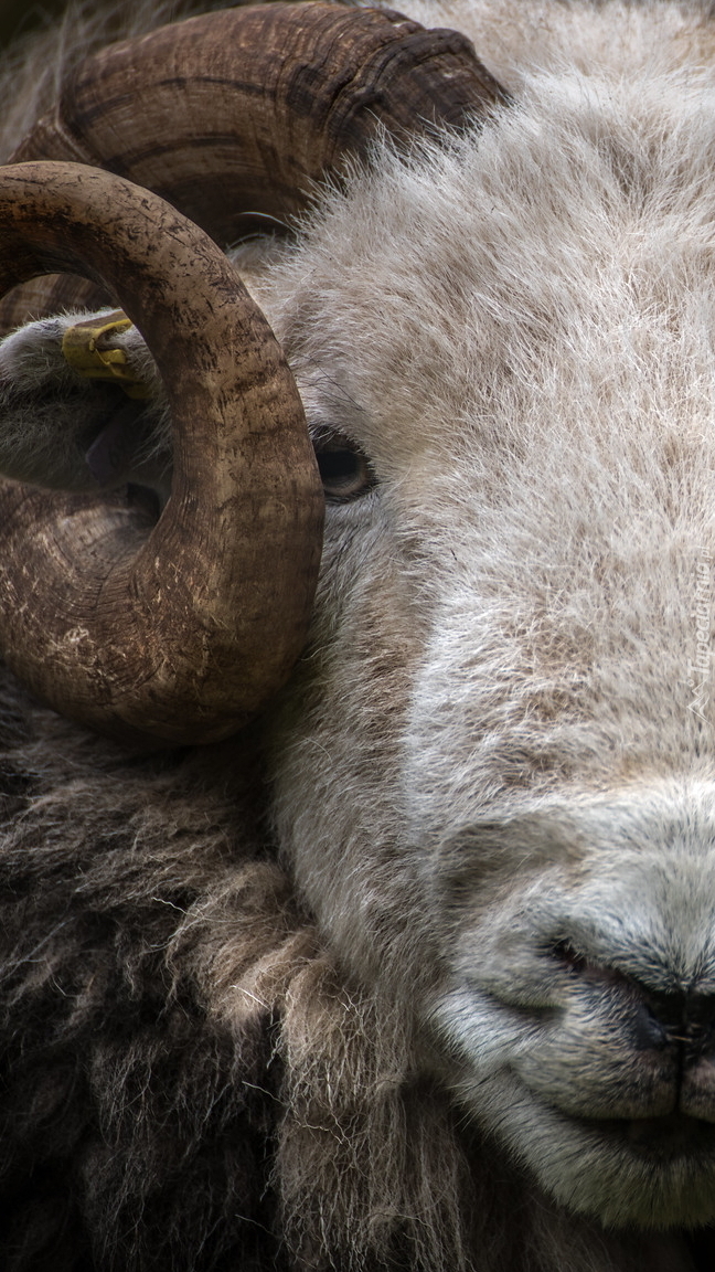 Owca herdwick