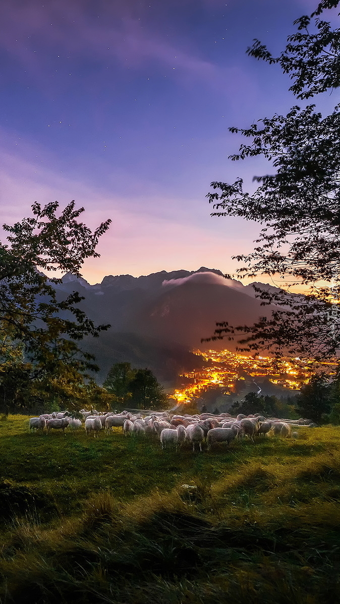 Owce na łące