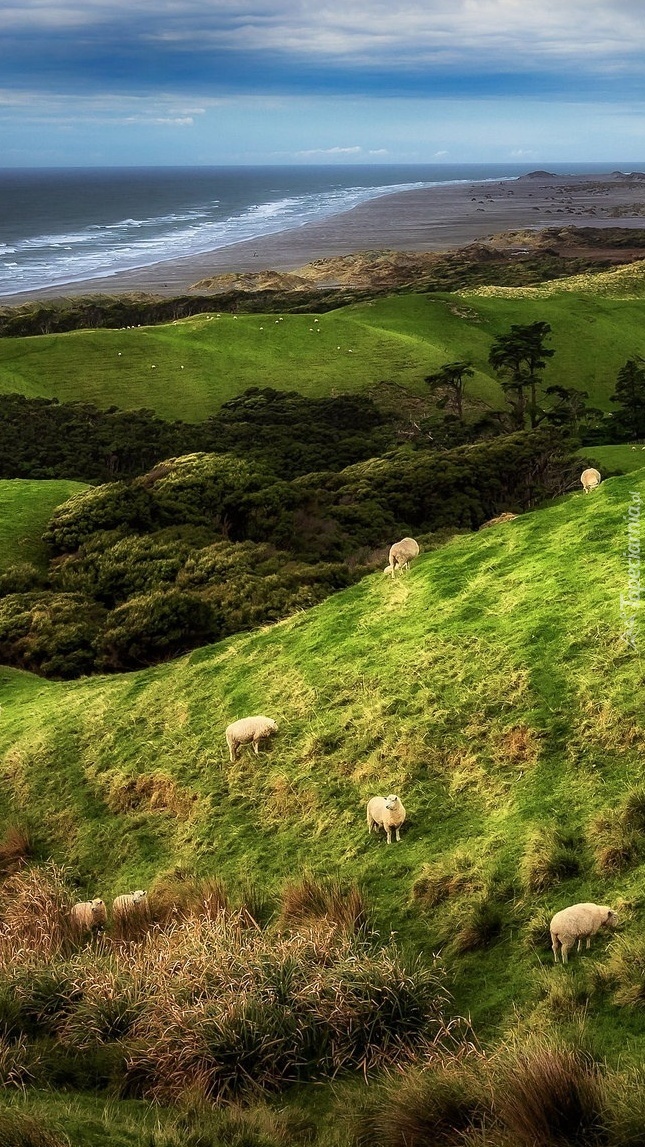Owce wypasające się na wzgórzach