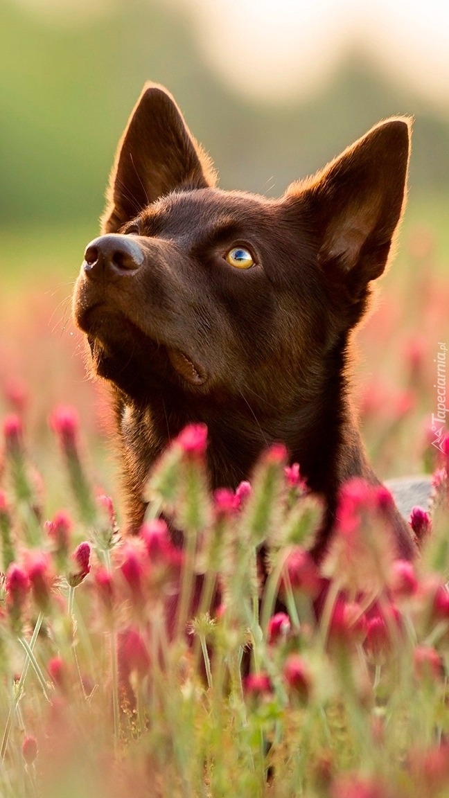 Owczarek australijski kelpie na kwiecistej łące