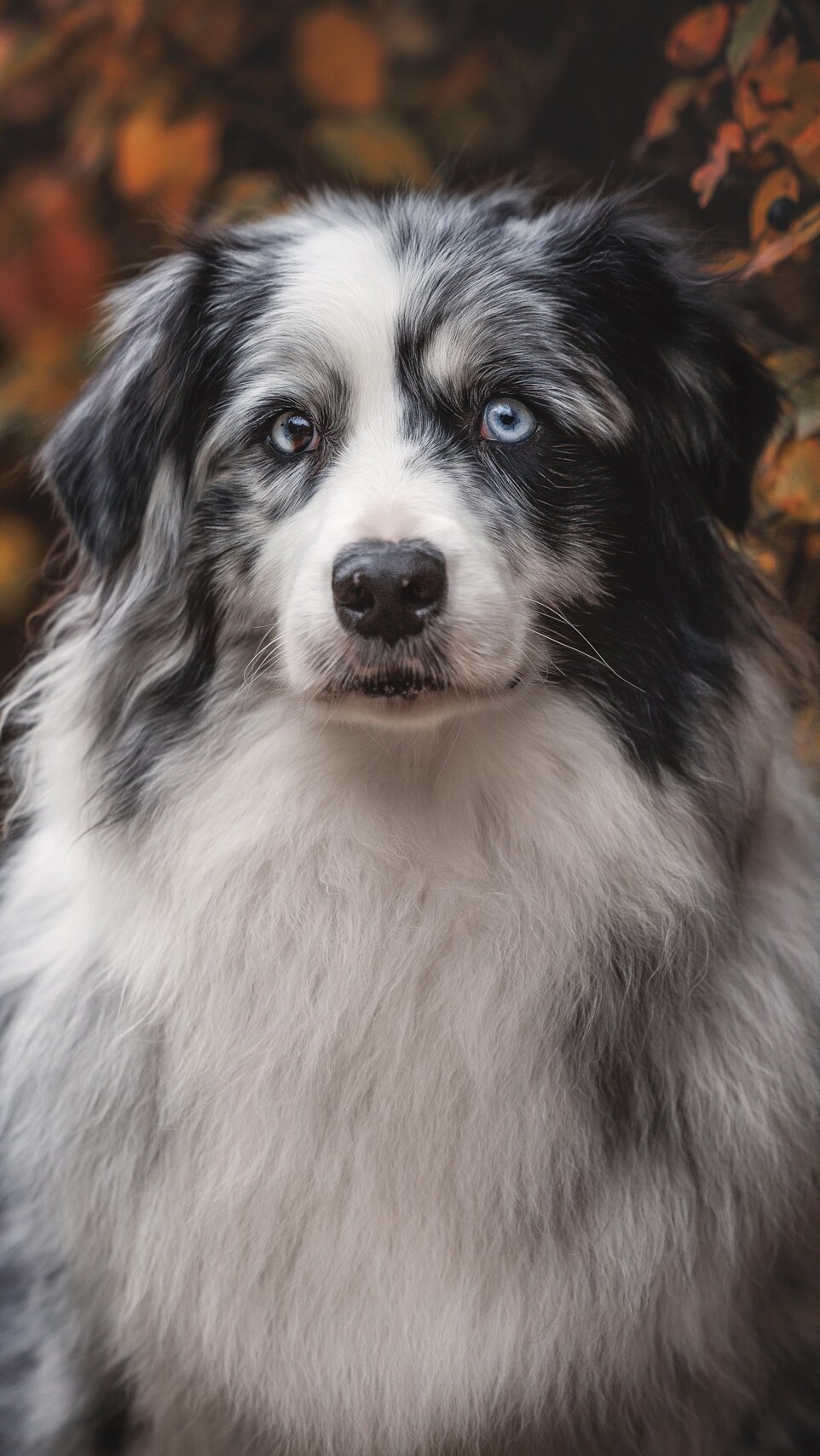 Owczarek australijski na tle jesiennych liści