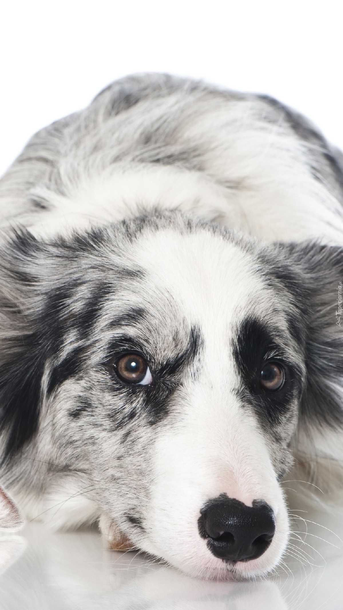 Owczarek australijski o umaszczeniu blue merle