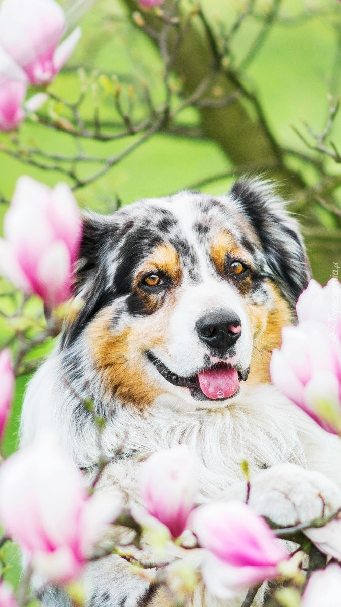 Owczarek australijski wśród kwiatów magnolii