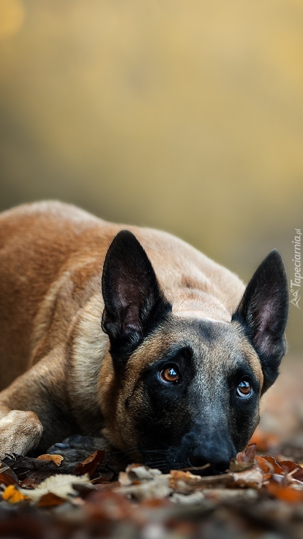 Owczarek belgijski Malinois