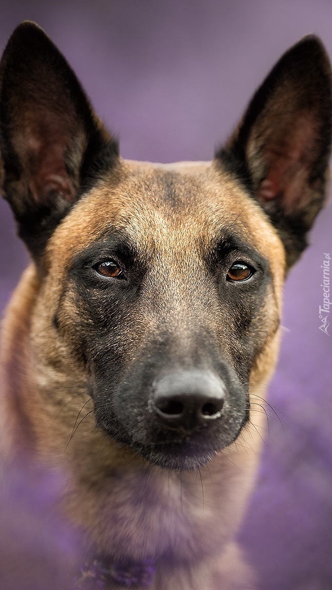 Owczarek belgijski Malinois