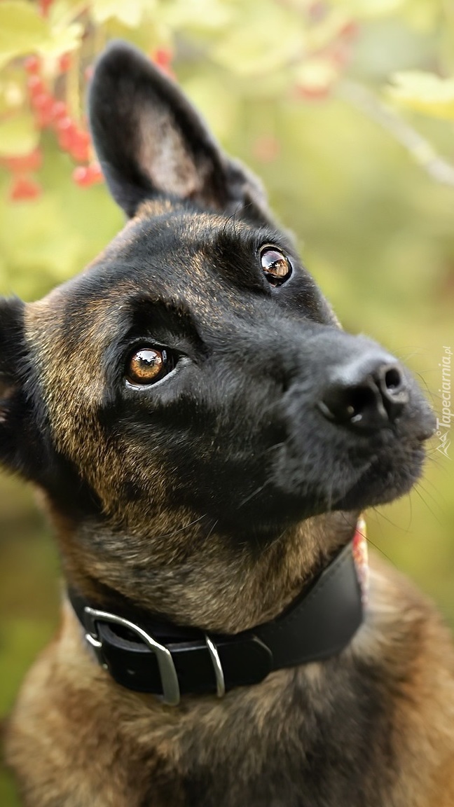 Owczarek belgijski Malinois