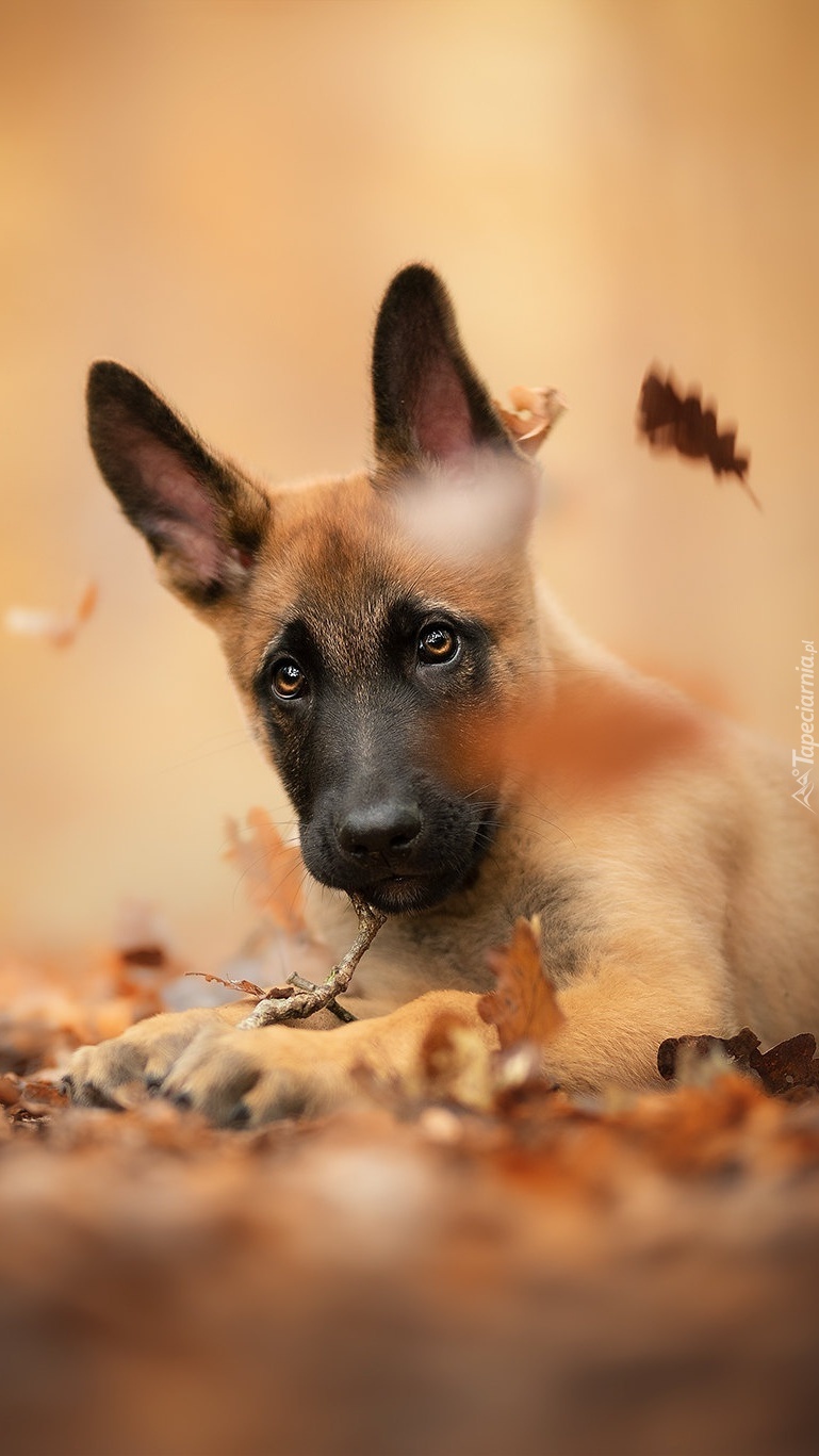 Owczarek belgijski Malinois