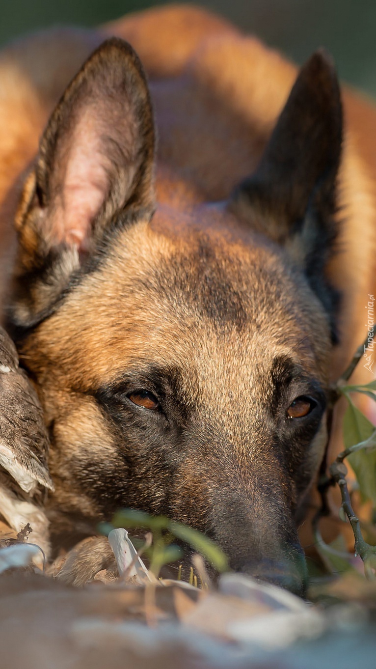 Owczarek belgijski Malinois