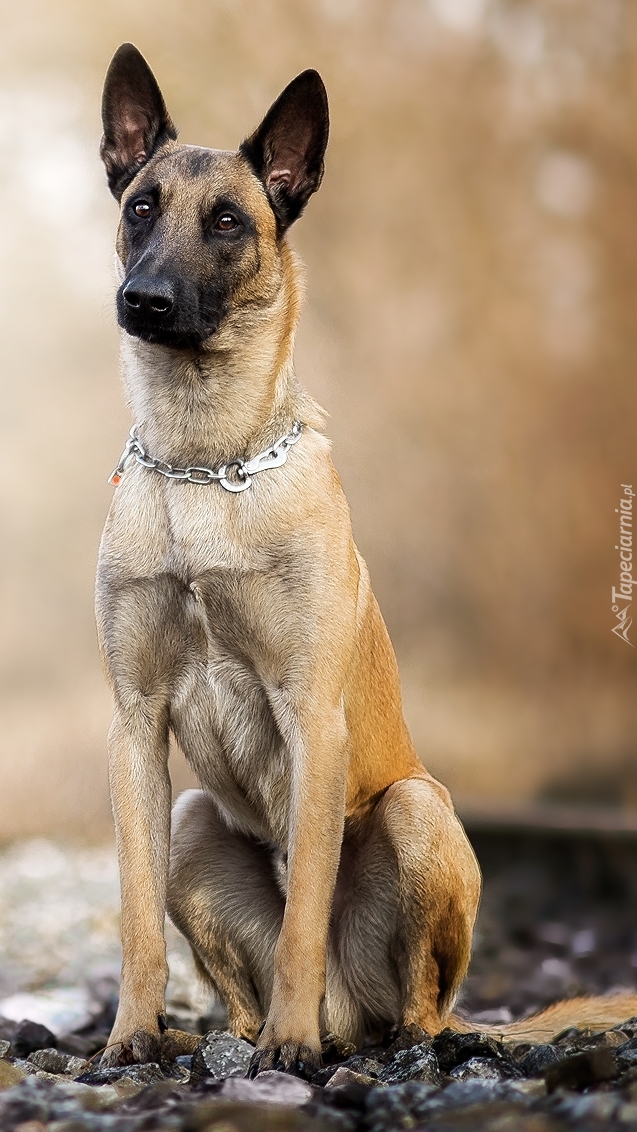 Owczarek belgijski malinois przy torach